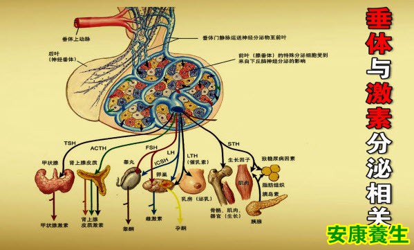 养生堂20131124视频:胡志强讲脑垂体的重要性,激素的作用,生长激素