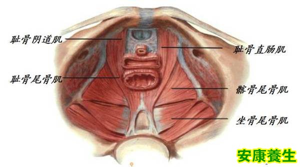 pc肌收缩的时候,会阴收紧上提,肛门,尿道,阴道都会不同程度缩紧.